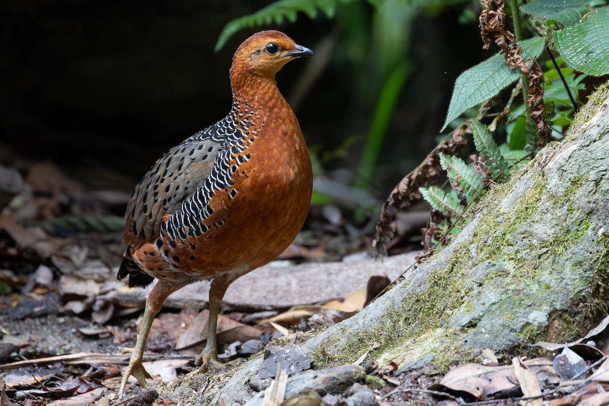 Ferruginous Partridge - ML642371923