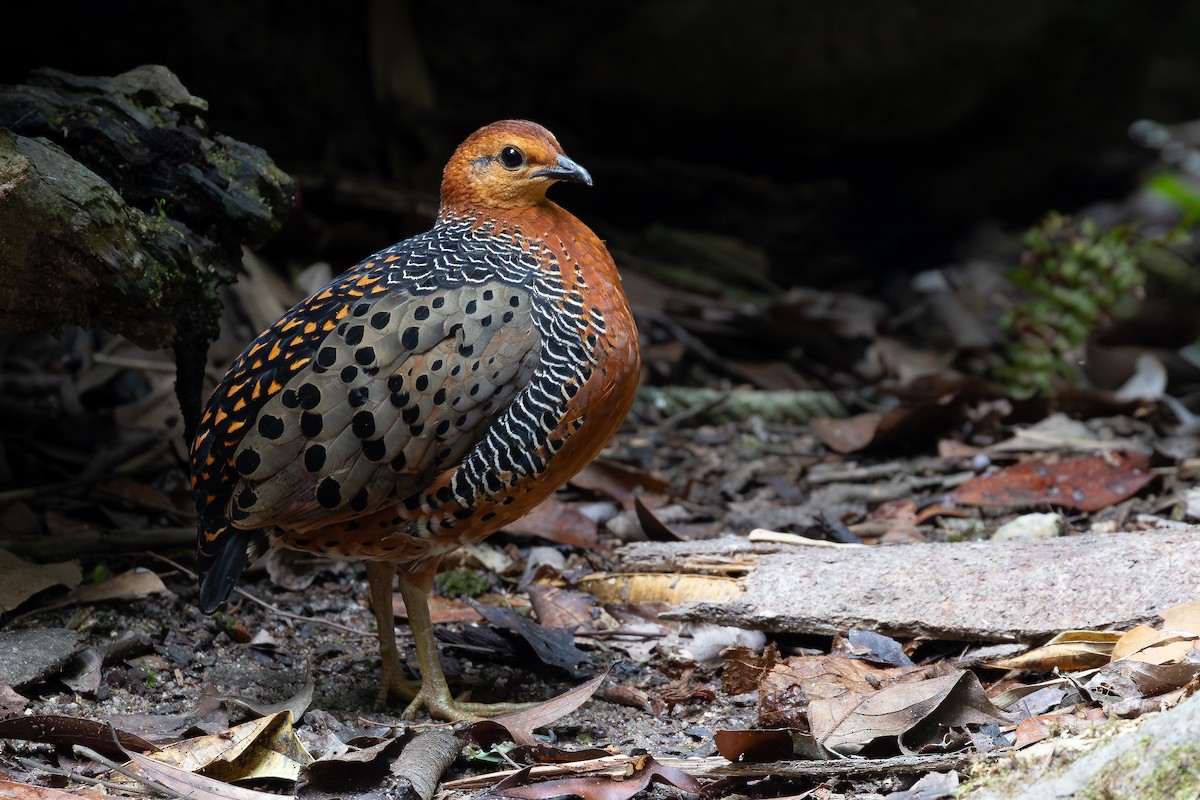 Ferruginous Partridge - ML642371925