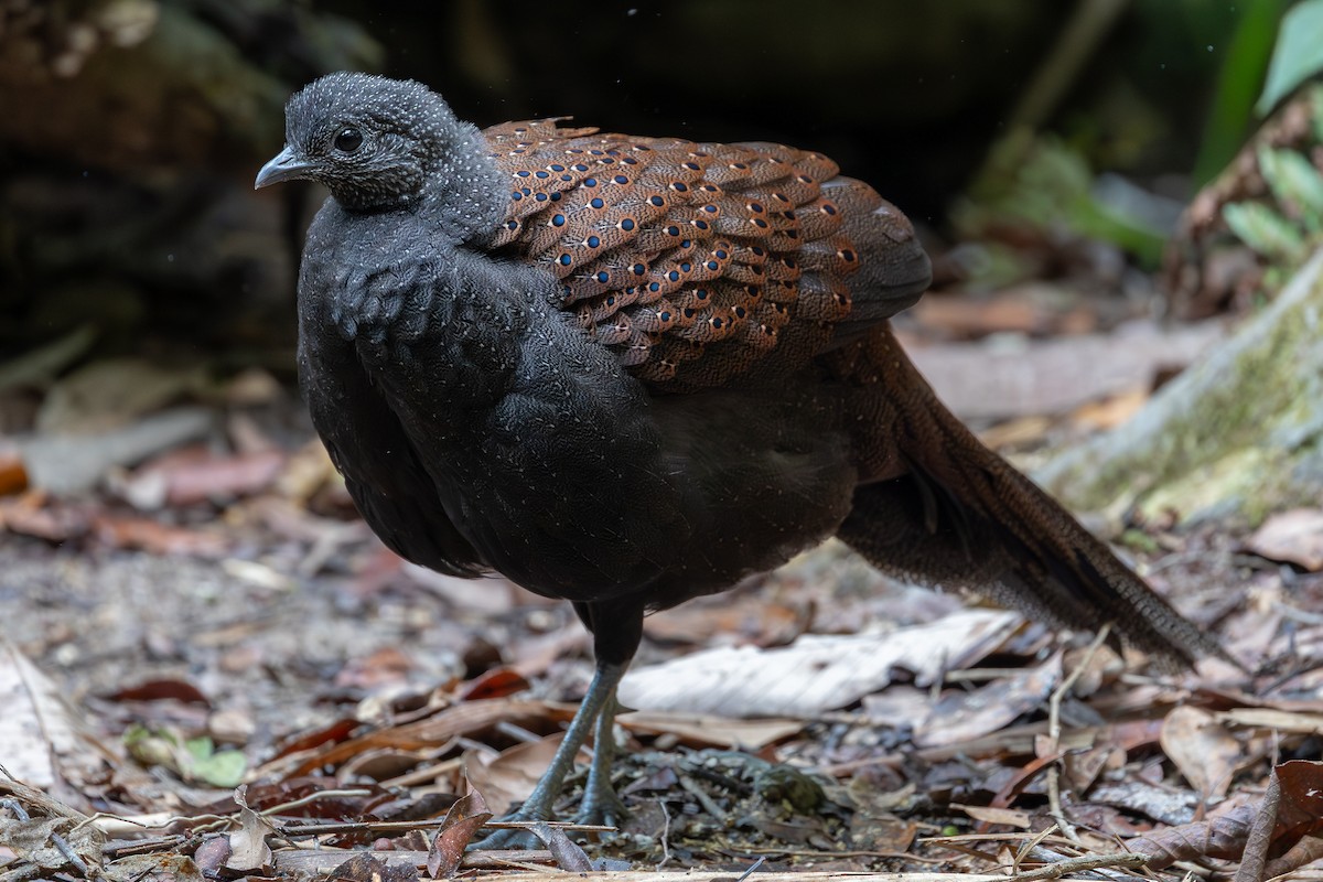 Mountain Peacock-Pheasant - ML642371926