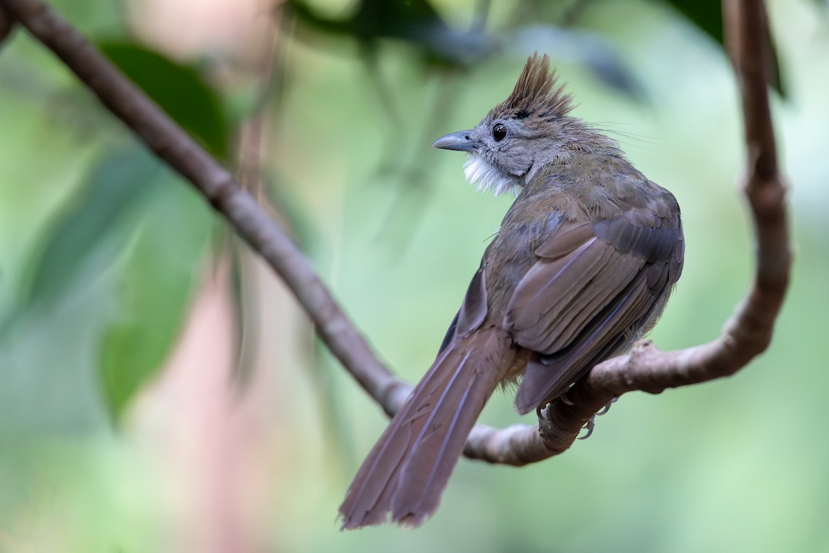 Ochraceous Bulbul - ML642371931