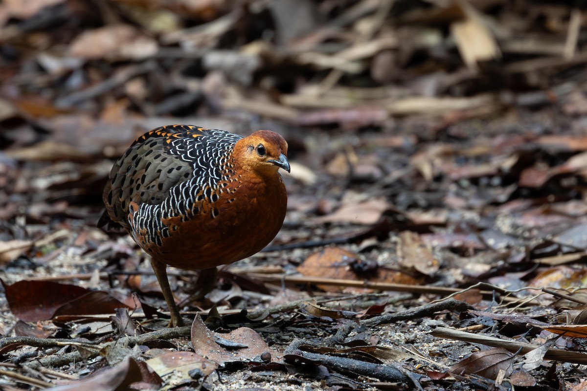 Ferruginous Partridge - ML642371951