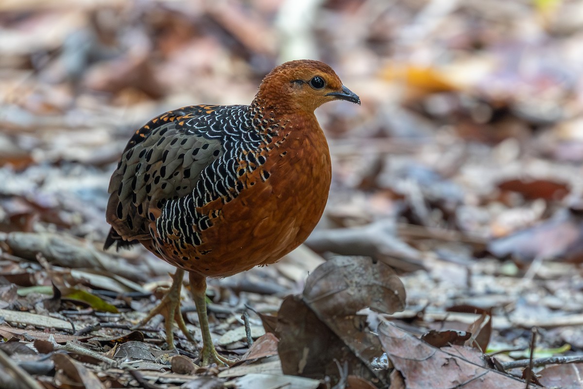 Ferruginous Partridge - ML642371952