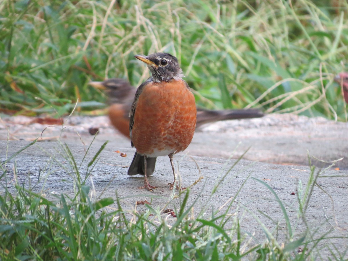 American Robin - ML642371953