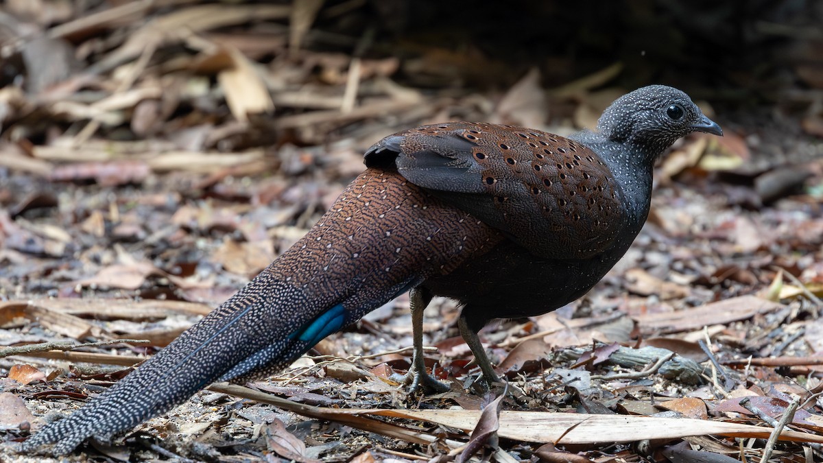 Mountain Peacock-Pheasant - ML642371954