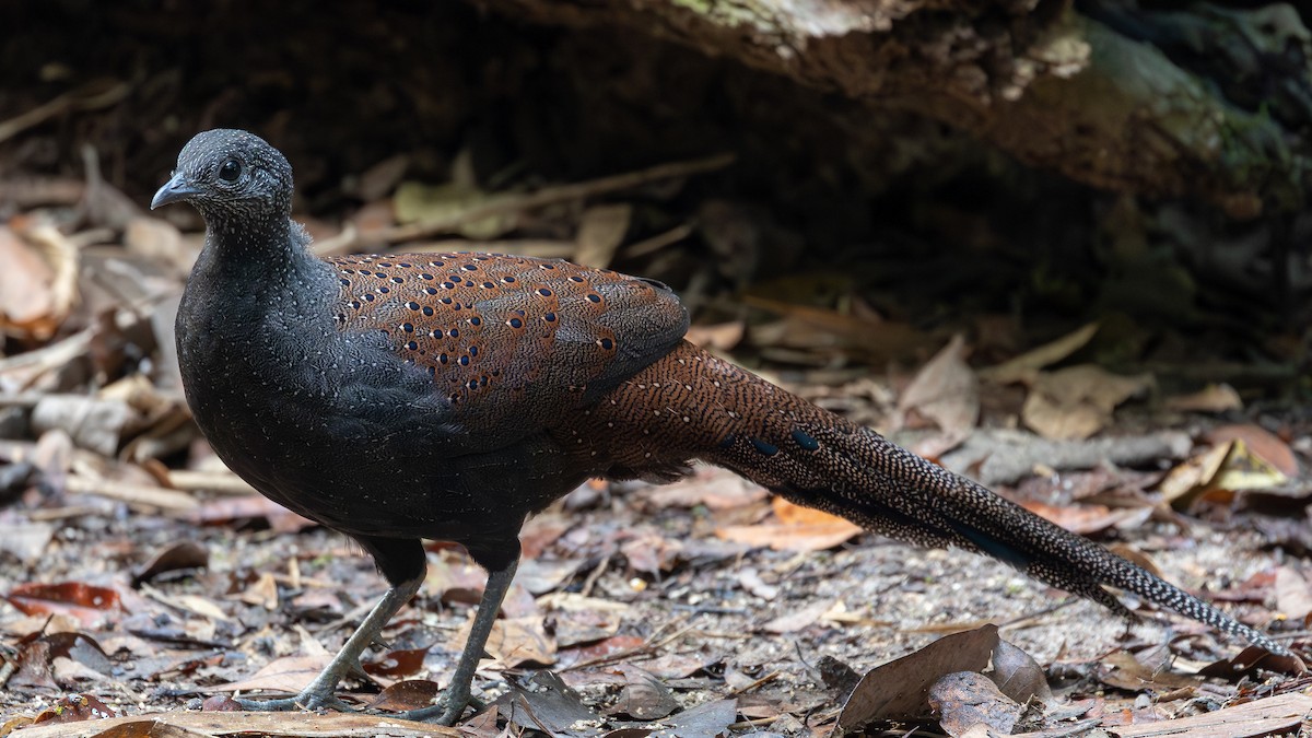 Mountain Peacock-Pheasant - ML642371955
