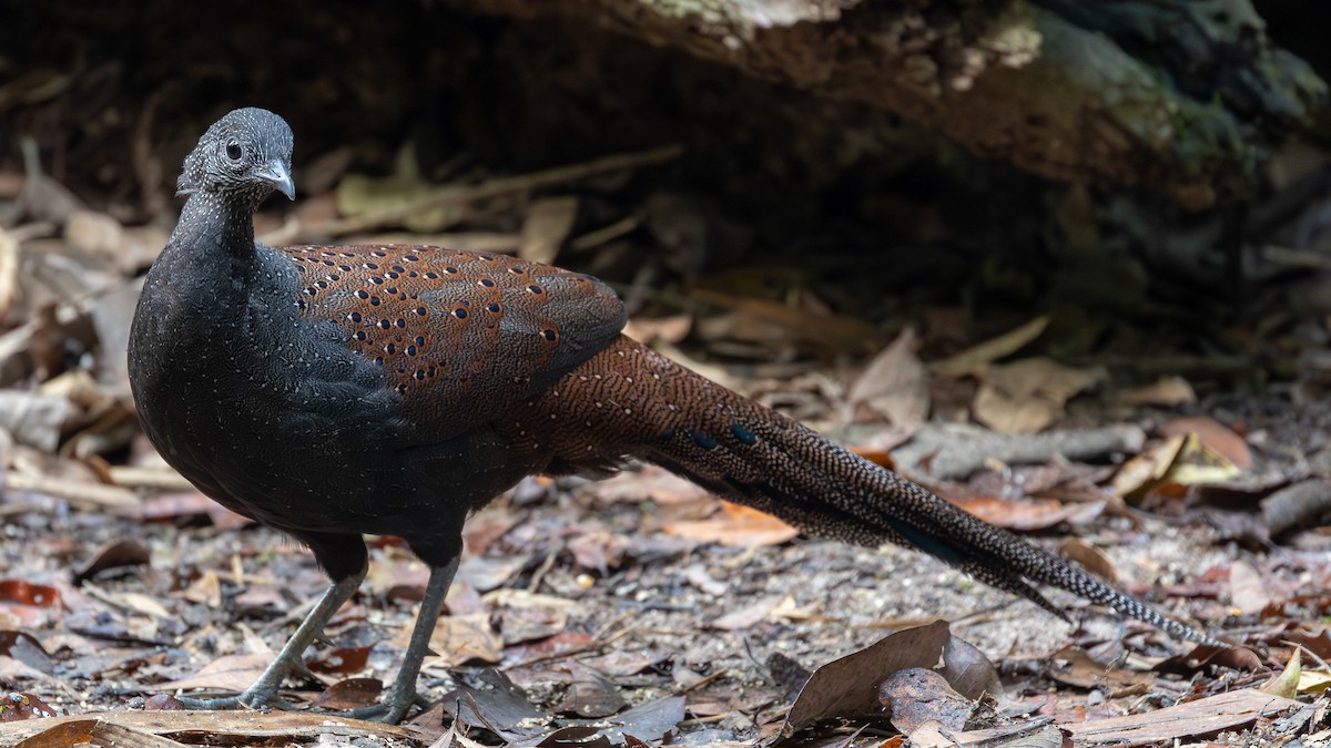 Mountain Peacock-Pheasant - ML642371956