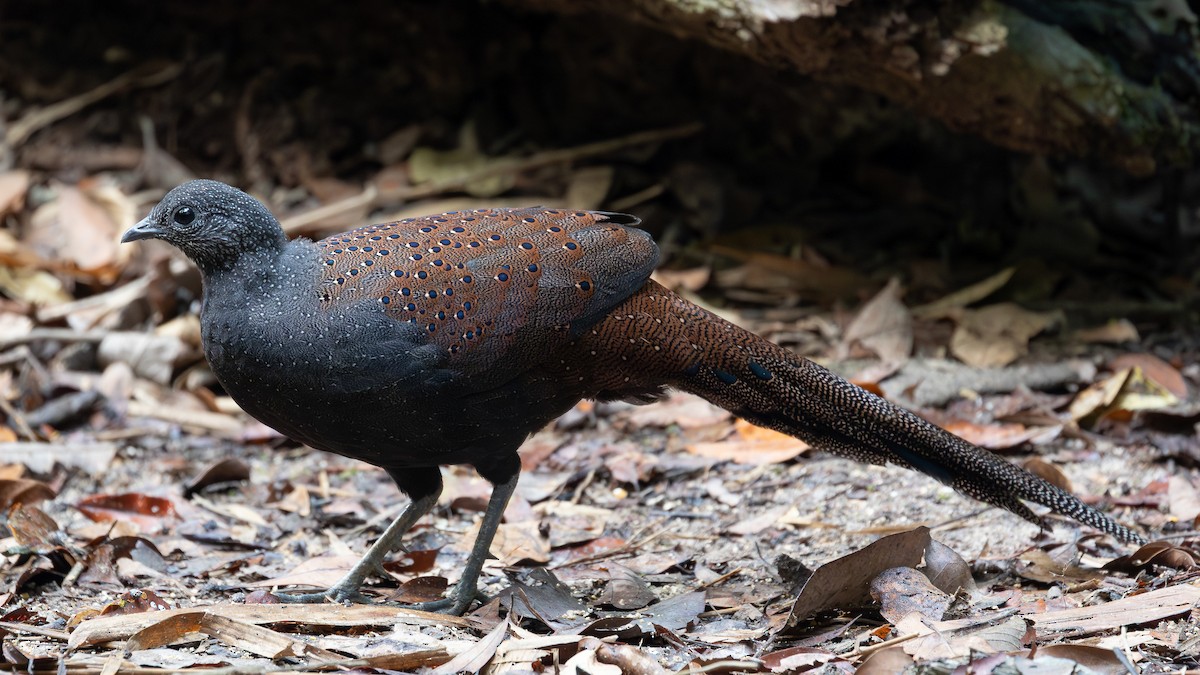Mountain Peacock-Pheasant - ML642371957