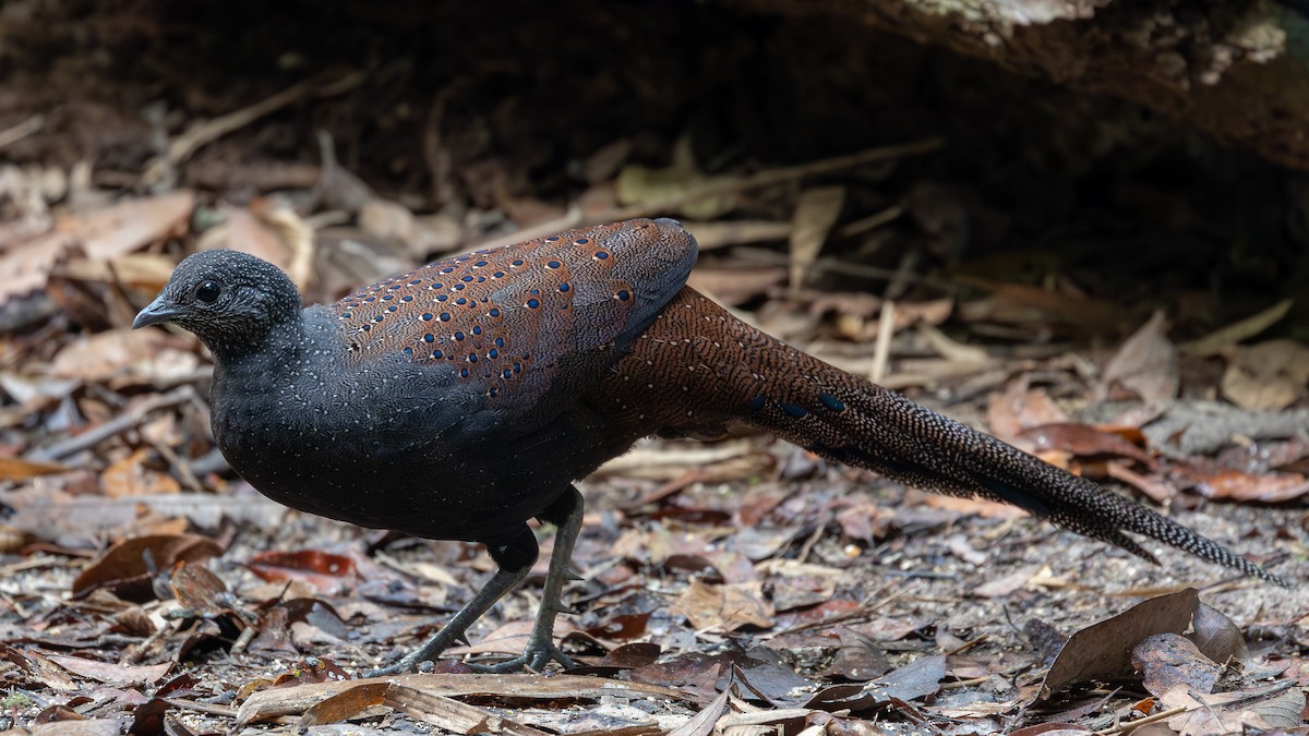 Mountain Peacock-Pheasant - ML642371958