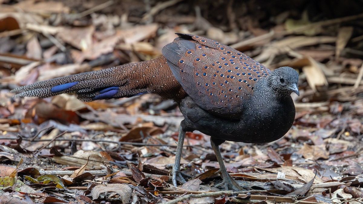 Mountain Peacock-Pheasant - ML642371959
