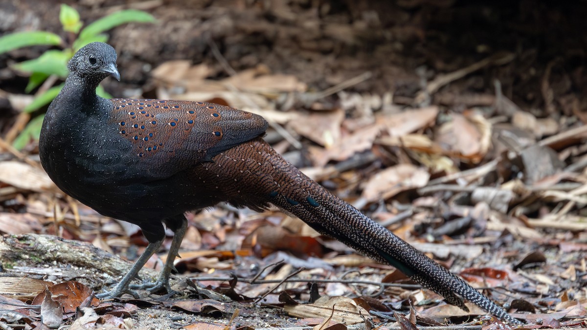 Mountain Peacock-Pheasant - ML642371960
