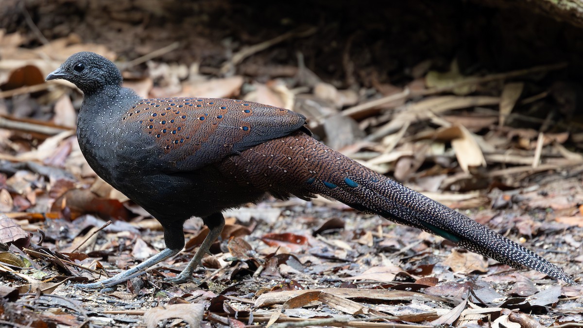 Mountain Peacock-Pheasant - ML642371961