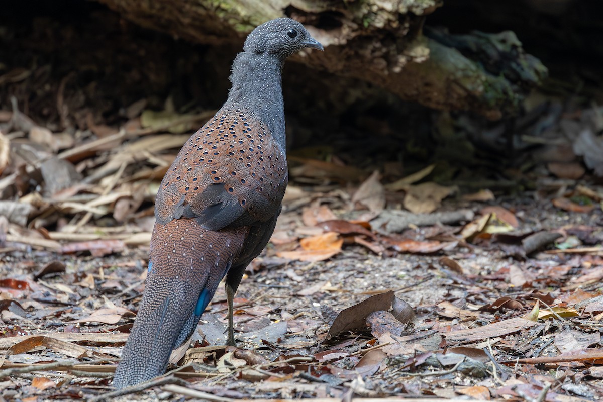 Mountain Peacock-Pheasant - ML642371962