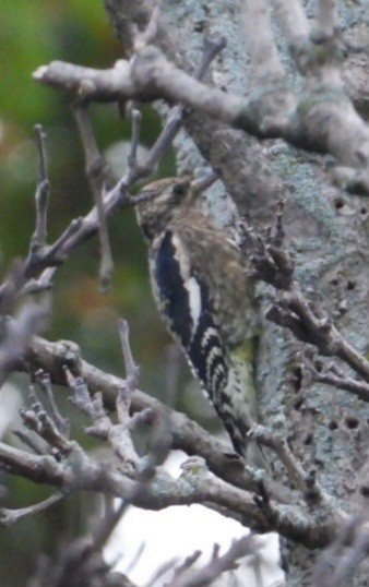 Pic maculé - ML642371963