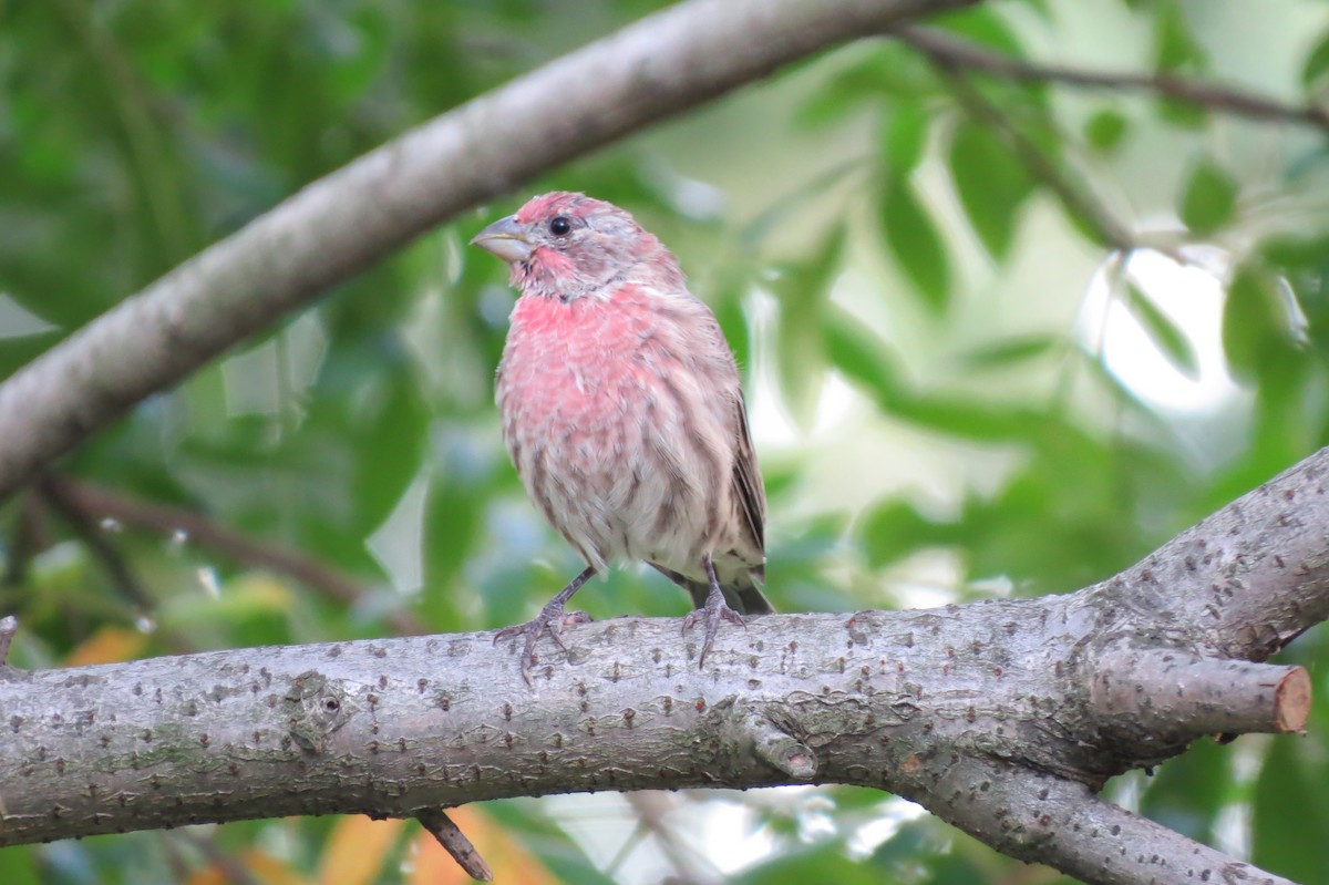 House Finch - ML642371964