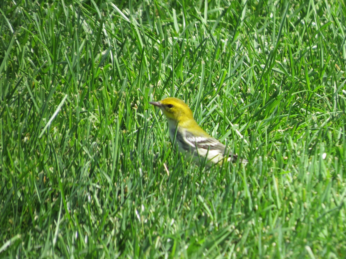 Black-throated Green Warbler - ML642371965