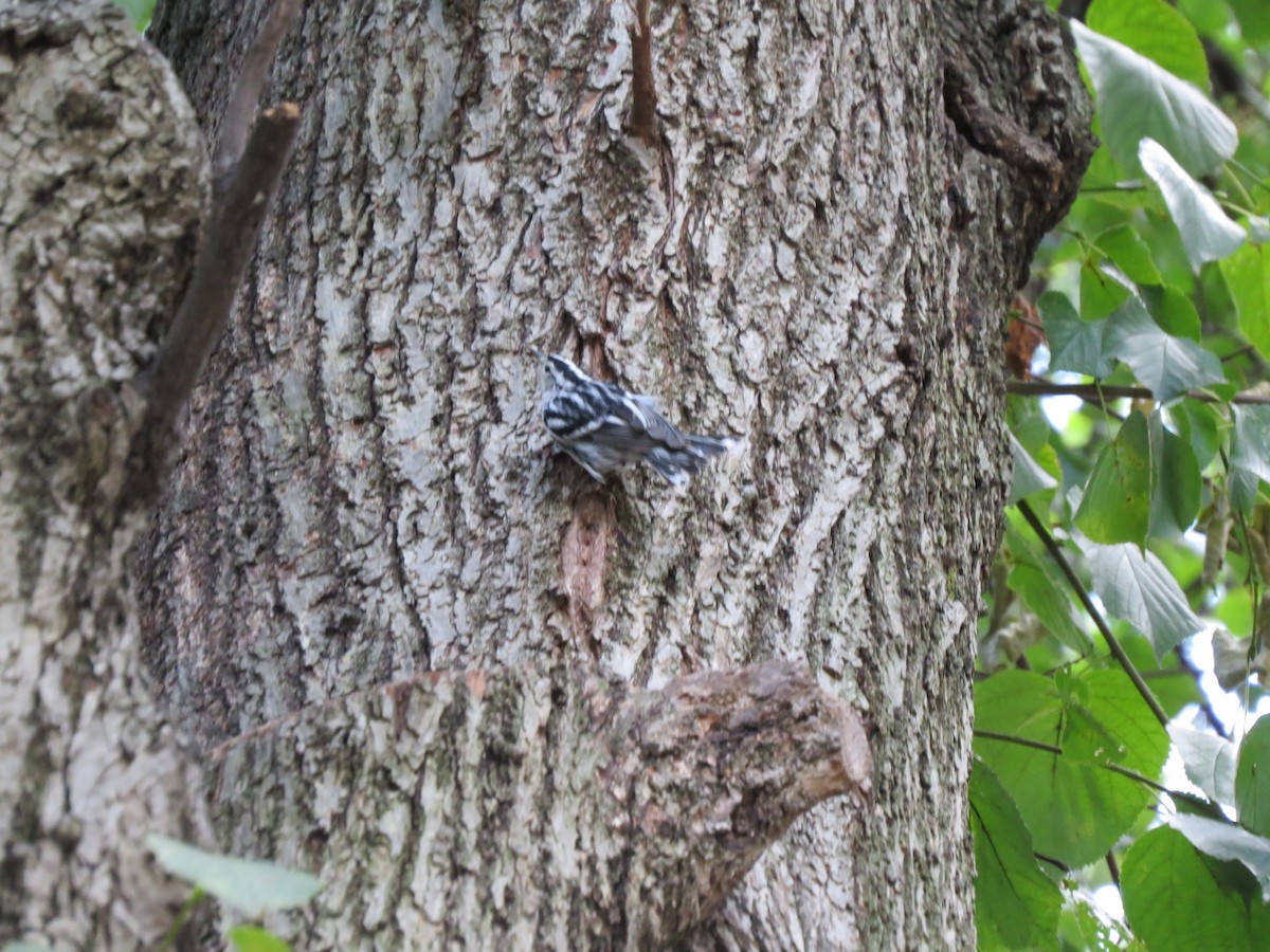 Black-and-white Warbler - ML642371977