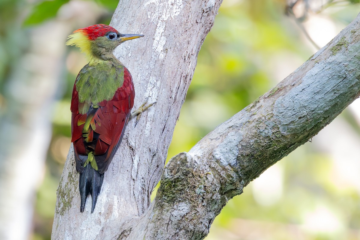 Crimson-winged Woodpecker - ML642371985