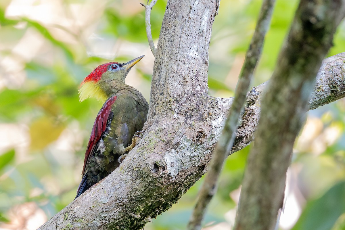 Crimson-winged Woodpecker - ML642371987