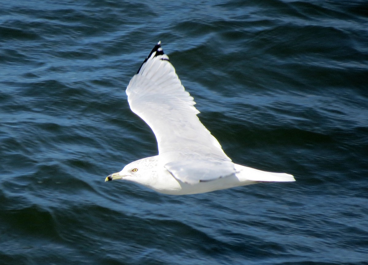 Ring-billed Gull - ML642372022