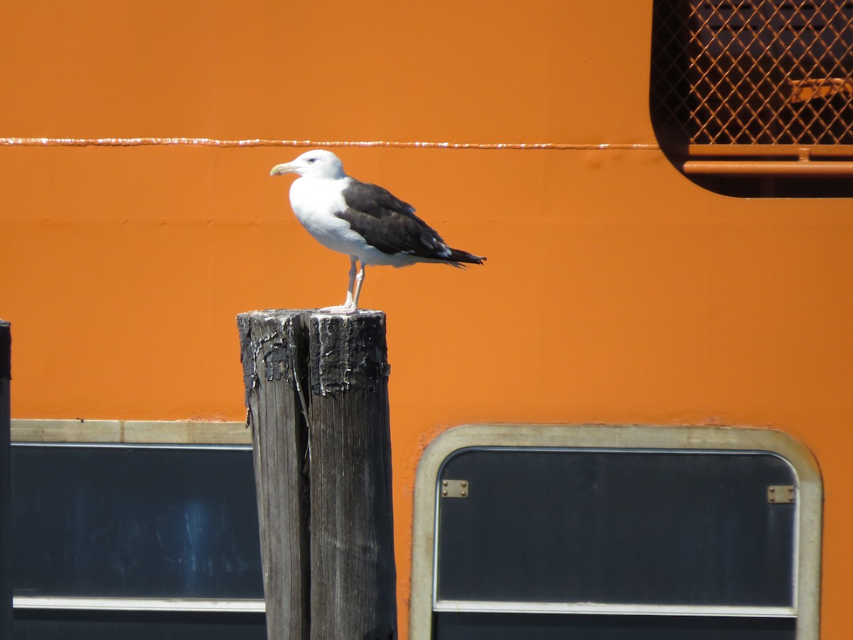 Great Black-backed Gull - ML642372023
