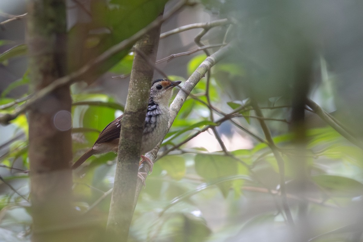 Striped Wren-Babbler - ML642372030