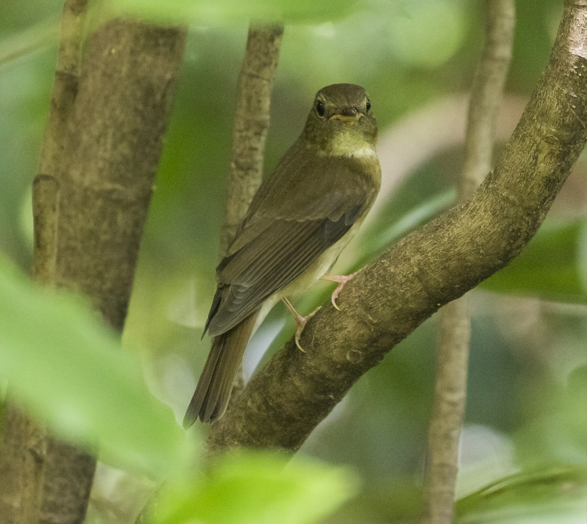 Brown-chested Jungle Flycatcher - ML642372034
