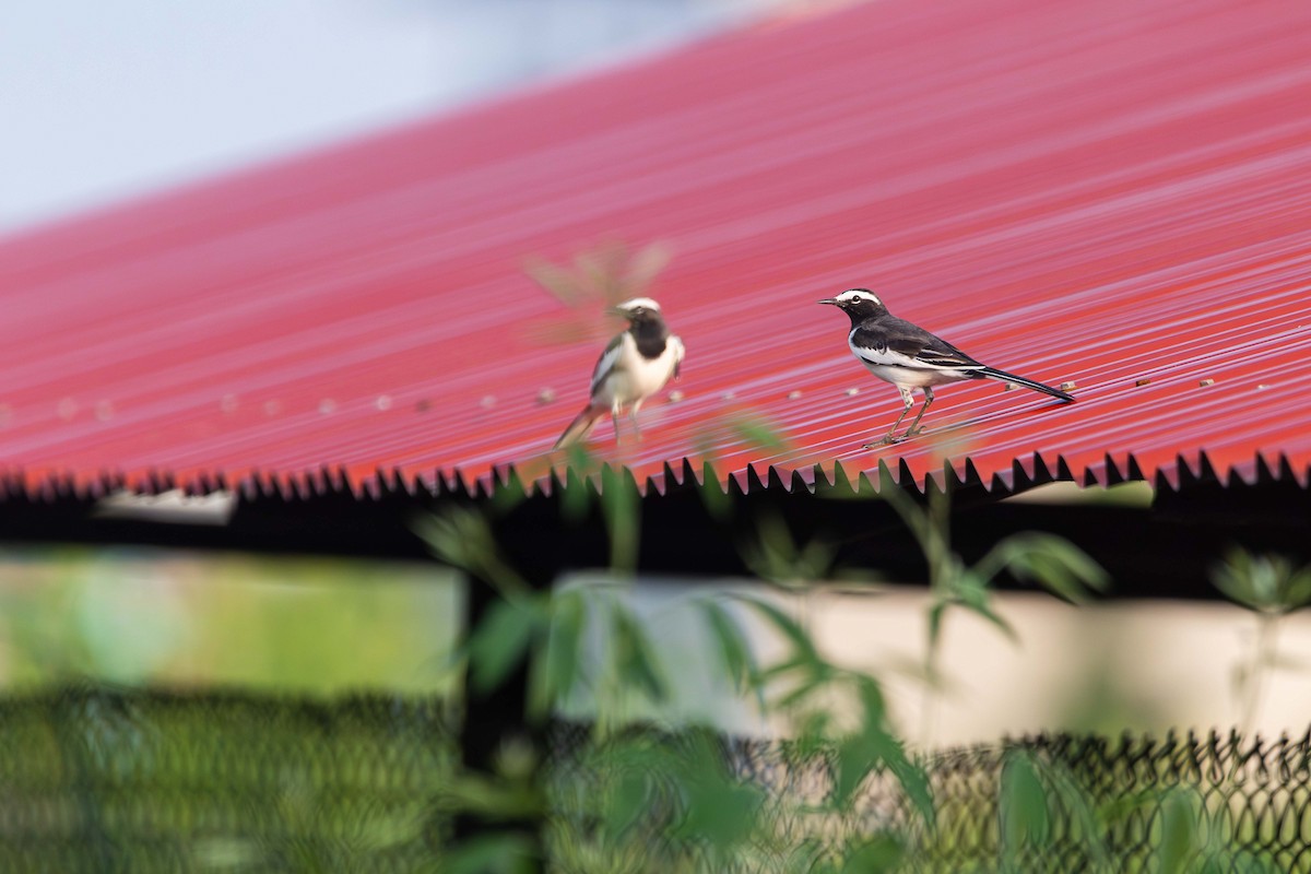 White-browed Wagtail - ML642372059