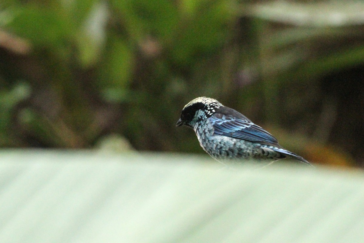 Beryl-spangled Tanager - ML642372067