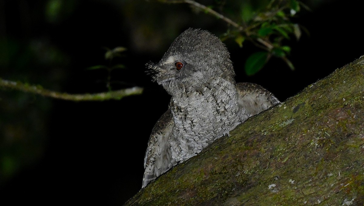 Marbled Frogmouth - ML642372069