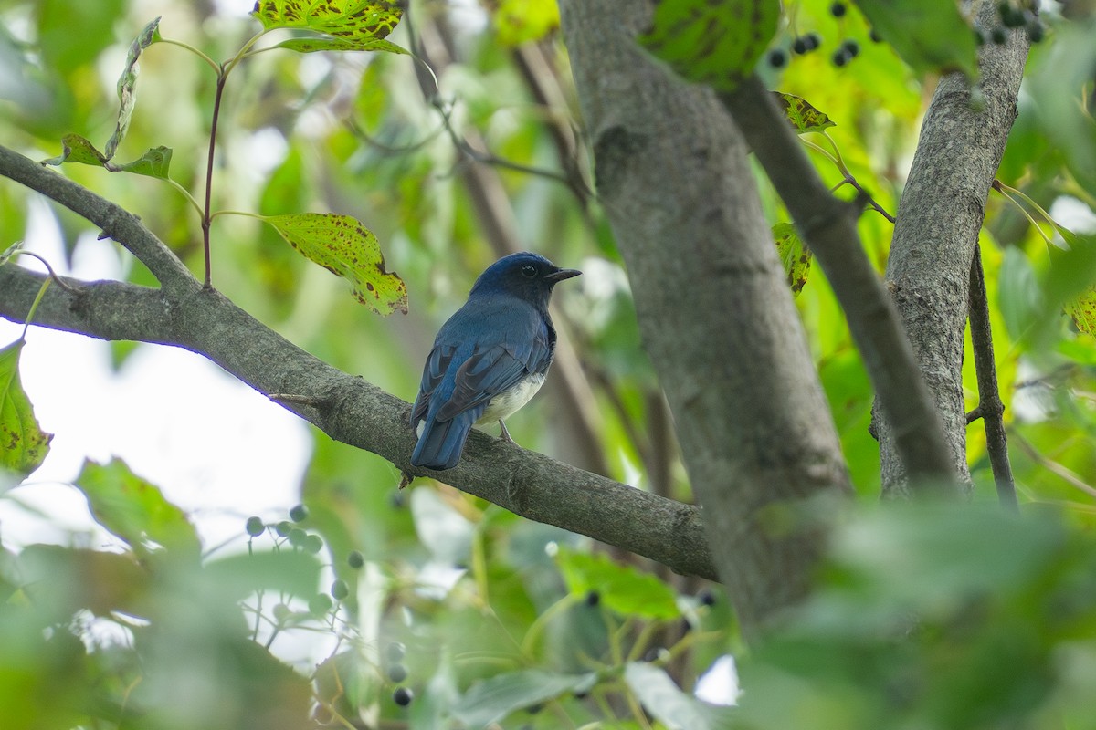 Blue-and-white Flycatcher - ML642372075
