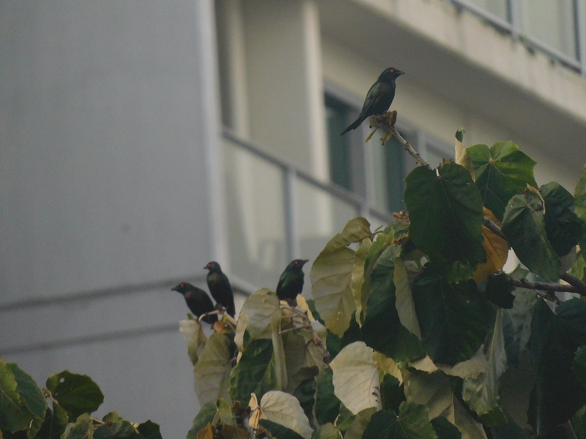 Metallic Starling - ML642372076