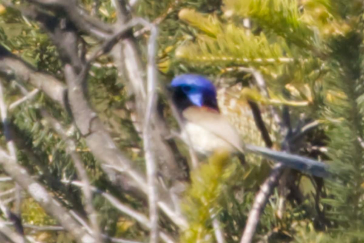 Purple-backed Fairywren (Purple-backed) - ML642372080