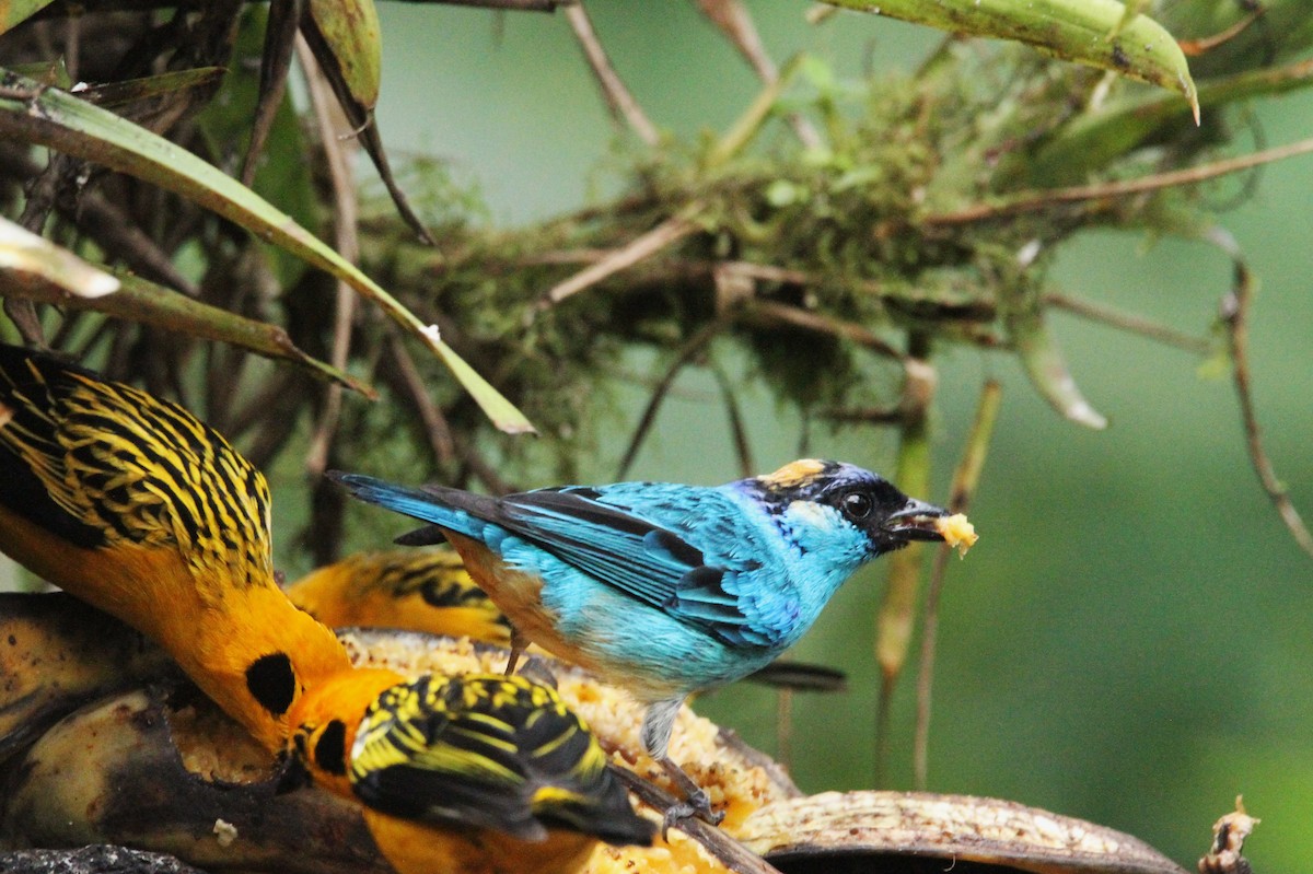 Golden-naped Tanager - ML642372081