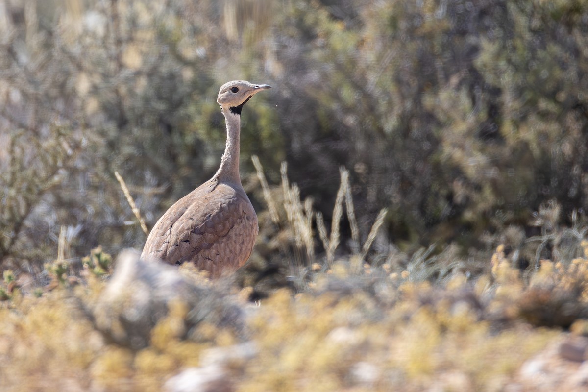 Karoo Bustard - ML642372082
