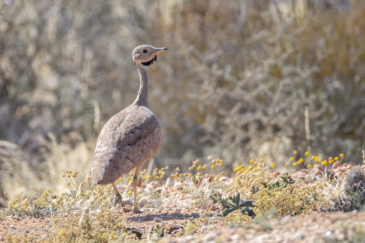 Karoo Bustard - ML642372083