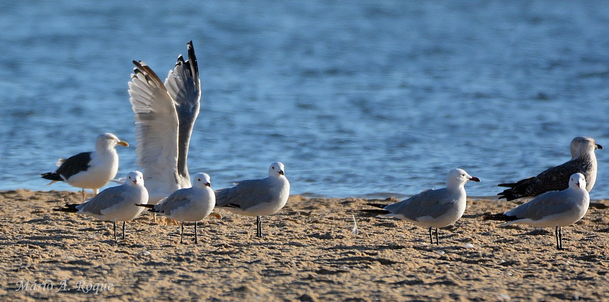 Audouin's Gull - ML642372089