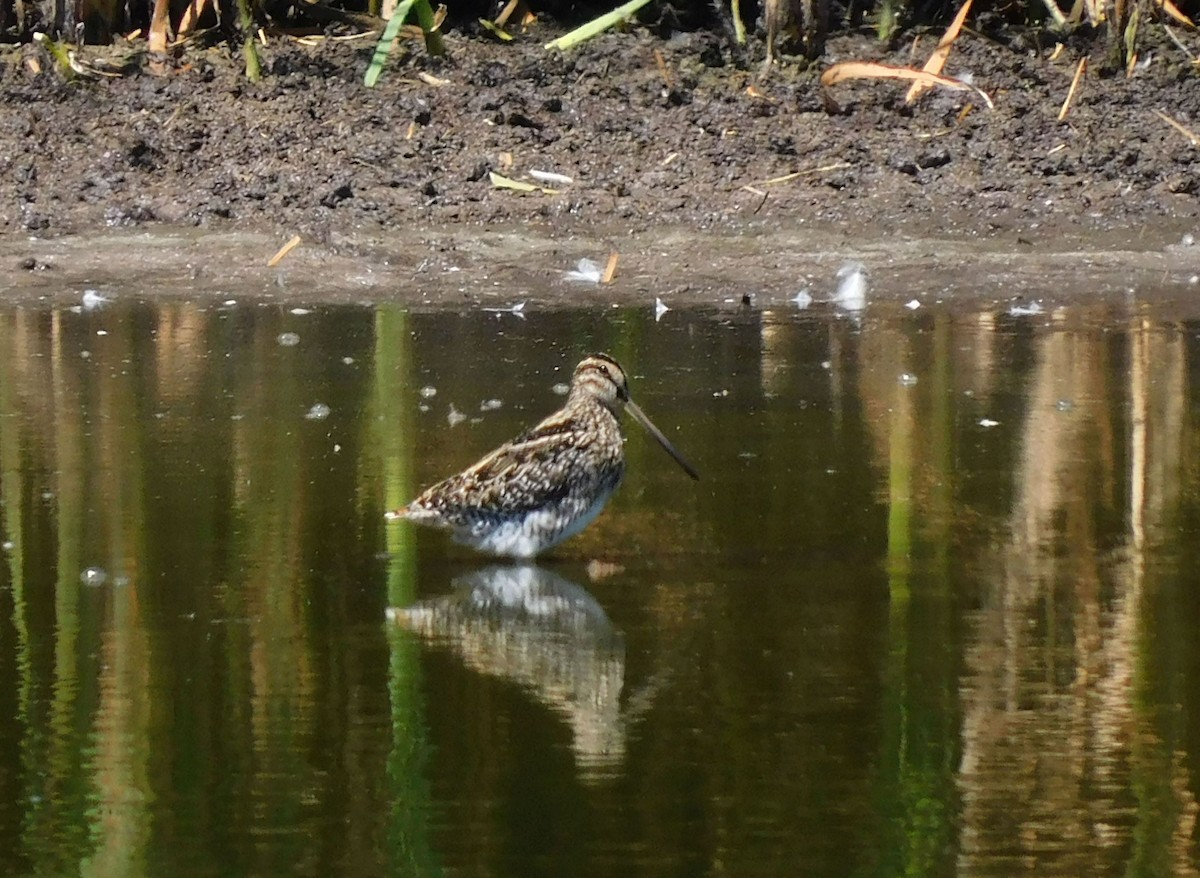 African Snipe - ML642372092