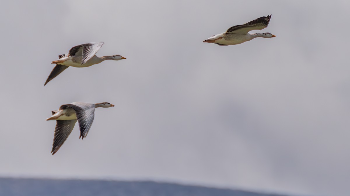Bar-headed Goose - ML642372111