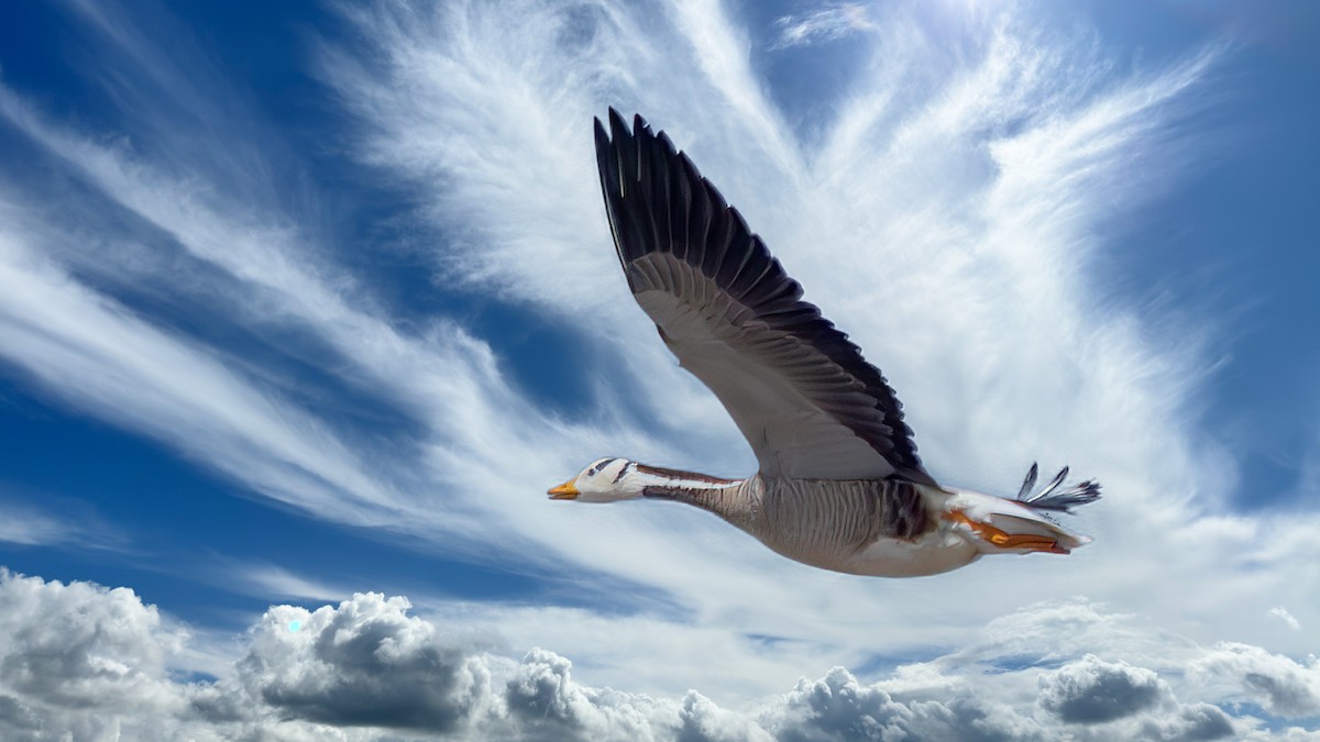 Bar-headed Goose - ML642372112
