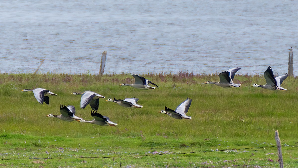 Bar-headed Goose - ML642372113