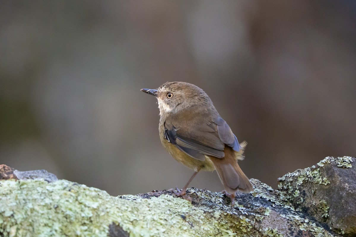 White-browed Scrubwren - ML642372130