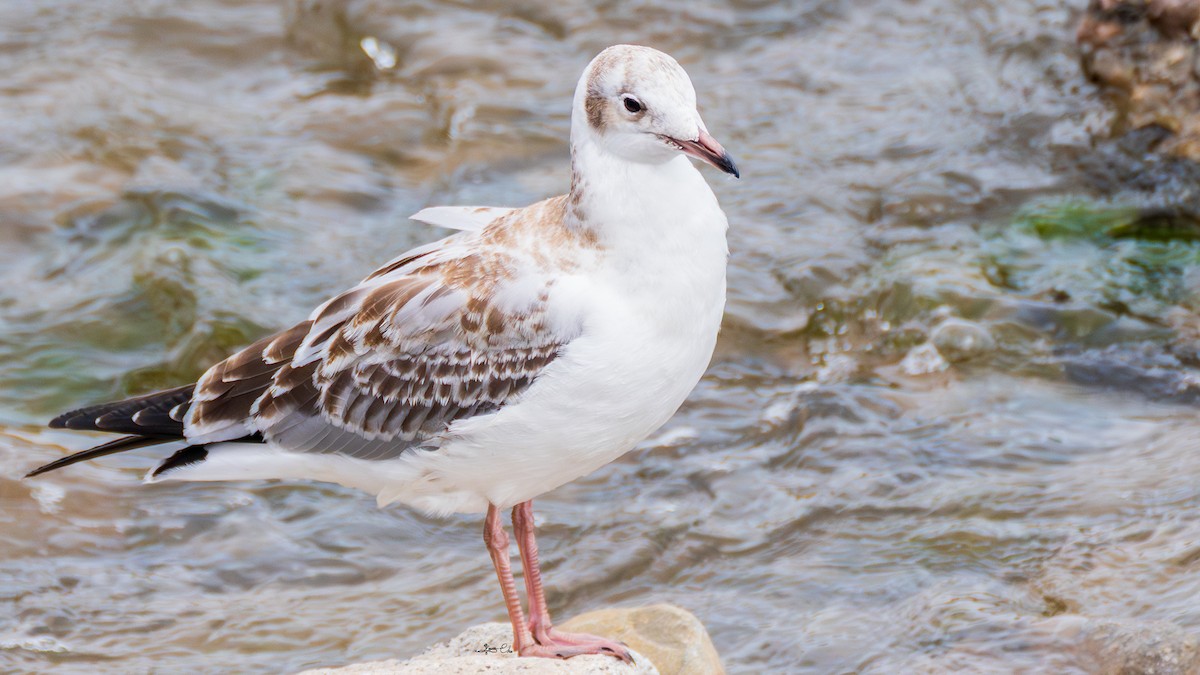 Brown-headed Gull - ML642372131