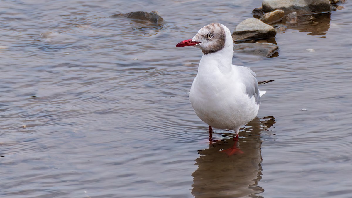 Brown-headed Gull - ML642372132