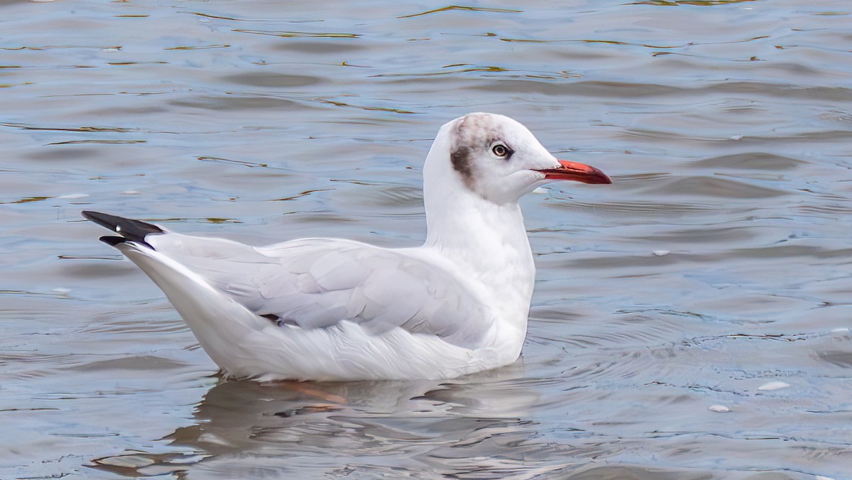 Brown-headed Gull - ML642372133