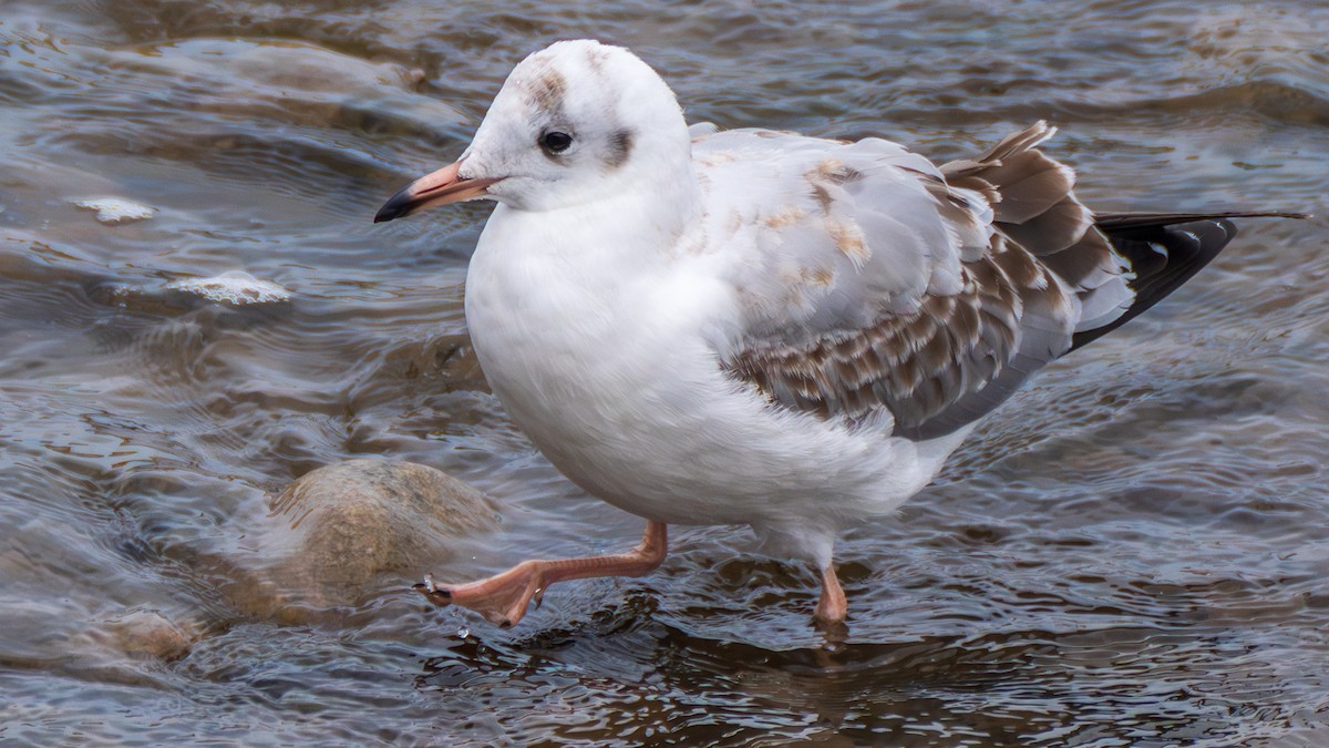 Brown-headed Gull - ML642372134