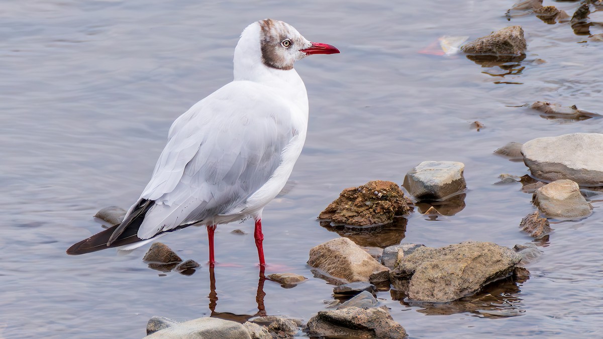 Brown-headed Gull - ML642372135