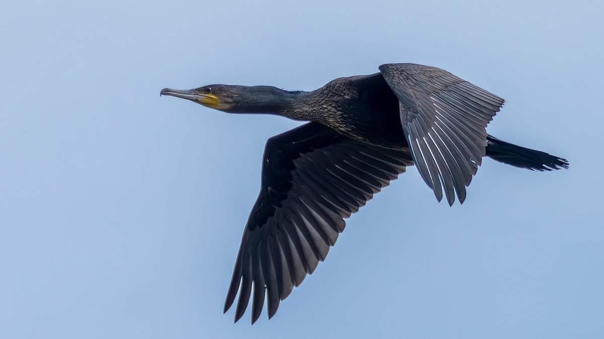 Great Cormorant - ML642372141