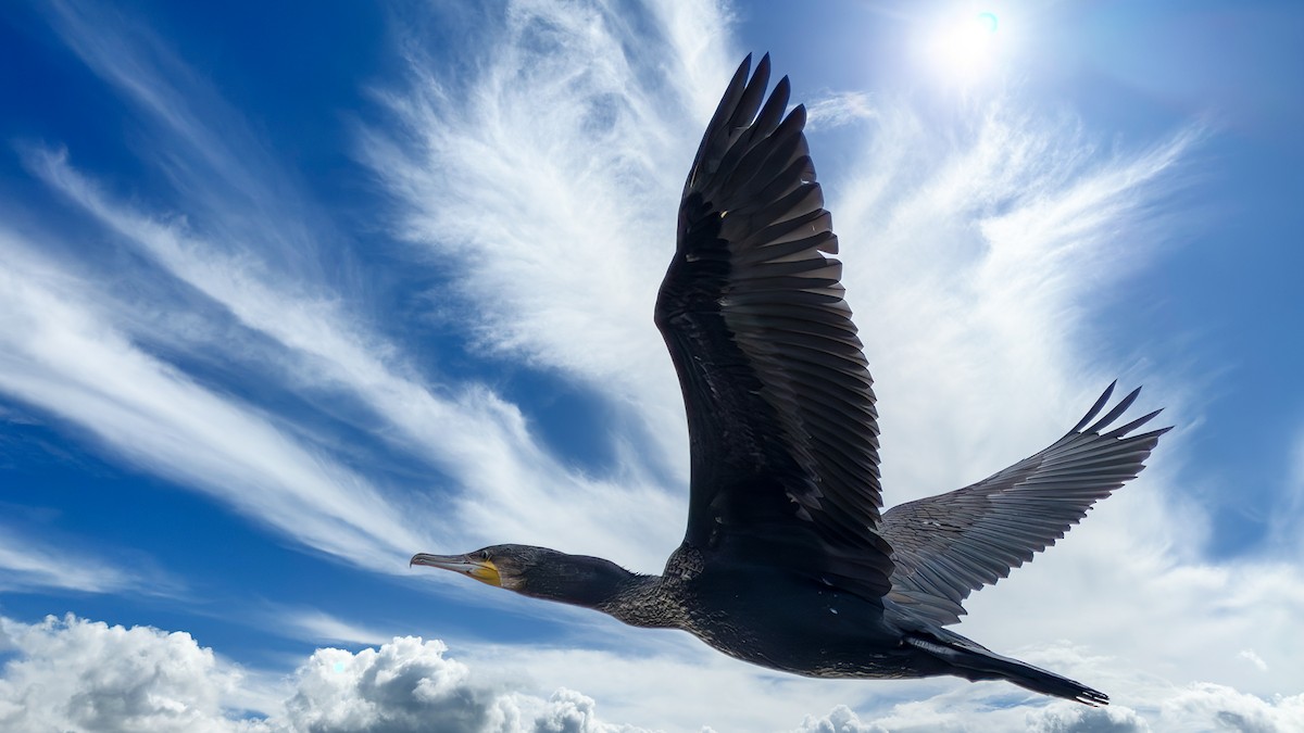Great Cormorant - ML642372142