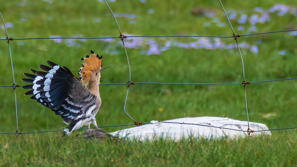 Eurasian Hoopoe - ML642372149