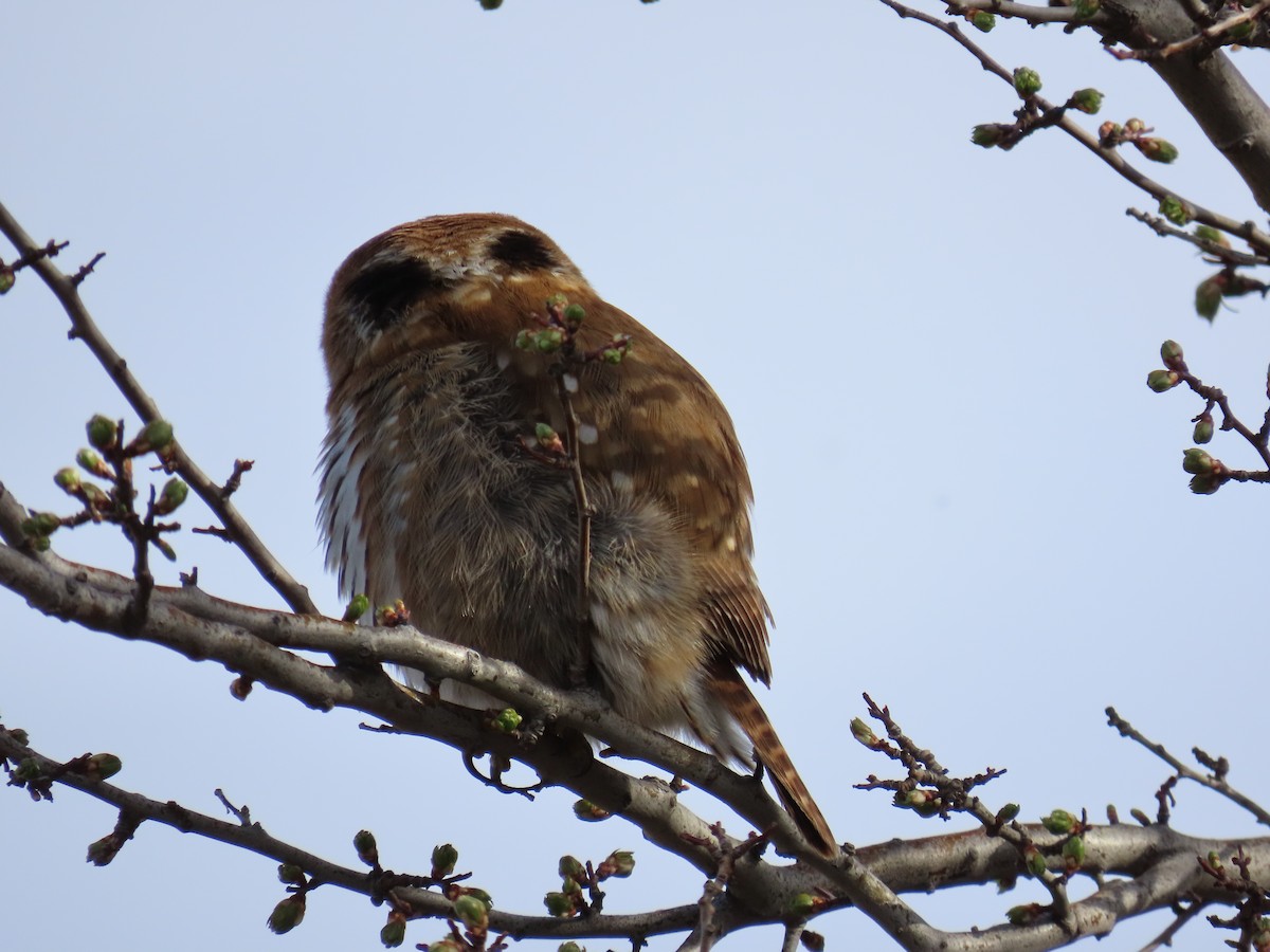 Austral Pygmy-Owl - ML642372160